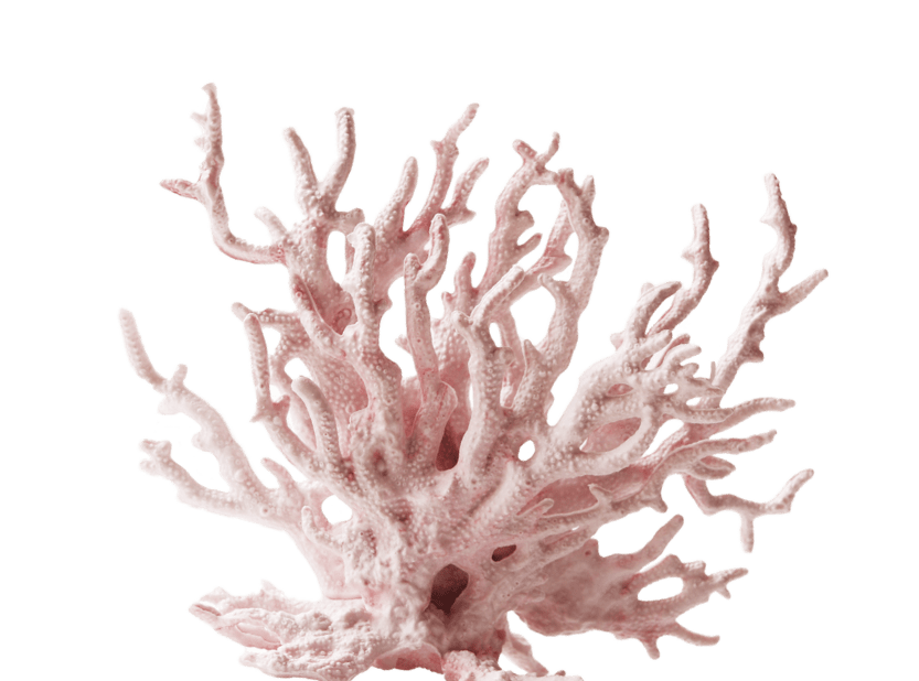Korall - MOJO